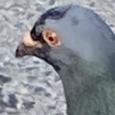 Alexandra Vanden Daele