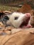 Snifkin