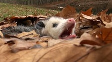 Snifkin