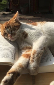 Scarlet ˚୨୧⋆｡˚ ⋆