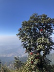 Shivani