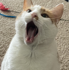 Katie