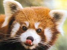 Happy Red Panda