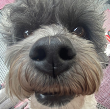 Abbie