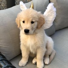 mutt