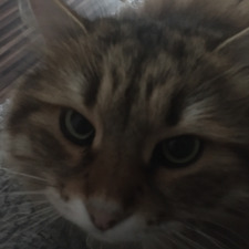 NinjaShadowRed  Wade