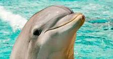 dolphin