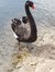 Bookish Swan