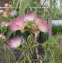 Николина Узунова