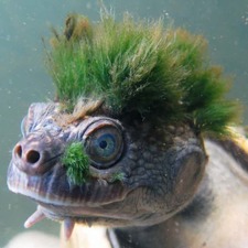 Alessandra Muccinelli