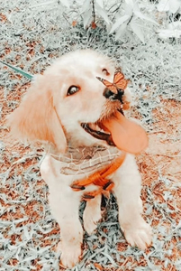Bella