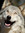 blijewolf