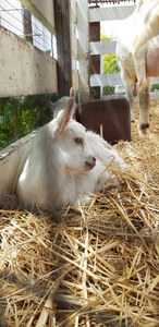 Miya (severe pain struggles, slower at the moment)