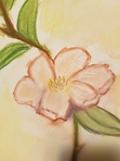 Holly