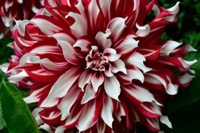 Reddahlia