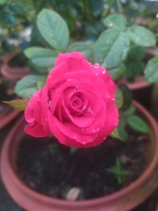 Rima DebSharma