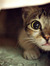 Catheri...