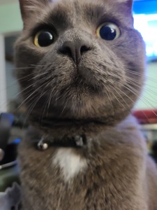 Tom