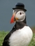 Mr. Puffin