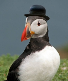 Mr. Puffin