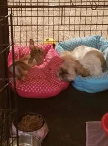 Jessi Small-Townsend