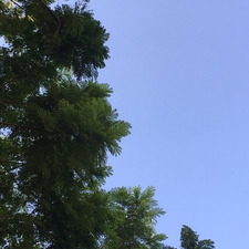 Raneem Masharqa
