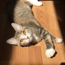 isabelle