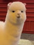 Jija