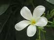 Jasmine