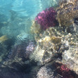 Hanadi