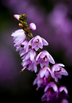 Heather