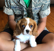 Isabelle