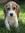 Beagle Lover (Avid Reader) (beaglelover55) | 155 comments