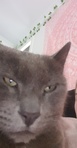 Molly