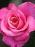 Rose Belle