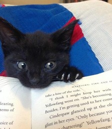 meow