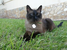 cosasdeunacatlover
