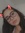 Rachou