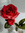 Rosie | 6 comments