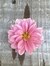 Dahlia