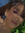 Sabine H