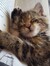 Little Meow