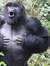 Gorrilla