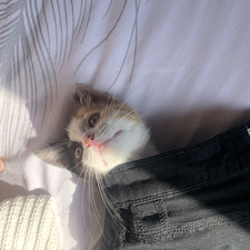 Babou