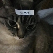 Jas