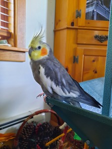 Lauren Everett-Hayes