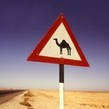West Camel