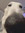 Lena