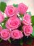 Love  R...