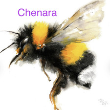 Chenara B